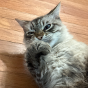 scars-and-stripes107 avatar