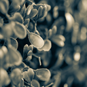 schizophrenia avatar