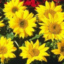 schizophrenic-autistic avatar