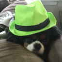 schrodingers-sanity avatar