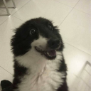 scooterbruises avatar