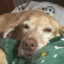 scrambleddragonegg avatar