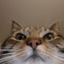 screamingatsquirrels avatar