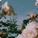 screeching-chaos avatar