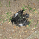 screeching-pterodactyl avatar