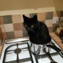 screechinghumanbeing01 avatar