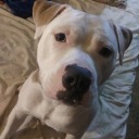 screechingraccoon avatar