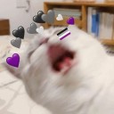 screechingstrawberrykitty avatar