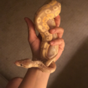 scullythesnakenco avatar