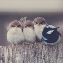 scxntillating avatar