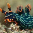 sea-slug-daily avatar