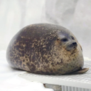 seal-sleepover avatar