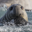 sealwithakiss avatar