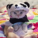 searchforelysium avatar