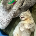 seaside-beehive avatar