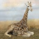 seated-giraffe avatar