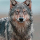 sebastianw05lf avatar