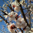 secluded-yoruhi avatar