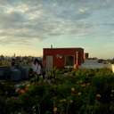 seedstofeedrooftopfarm avatar