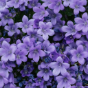 selcouth-vast-poet avatar