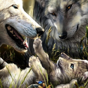 selenethundershield avatar