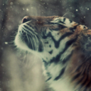 self-obsessed-asshole avatar