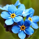 selflearningbotany avatar