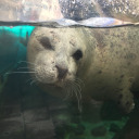 selkiecorestims avatar