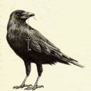 semi-awkwardllama avatar