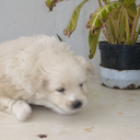 semi-tsutsugamushiuniverse avatar