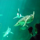 senorschwifty avatar