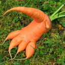 sentient-carrot avatar