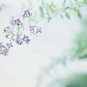 sentimentalthemes avatar