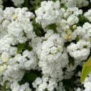 serendipity-and-sonder avatar