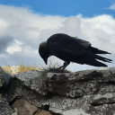 serenityswitch avatar