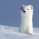 seriouslurker avatar