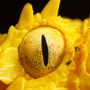 serpent-of-sprouts avatar