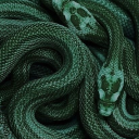 serpent-s-kiss avatar