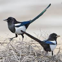 sevenforasecrettold avatar