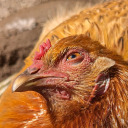 sewer-princess avatar