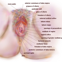 sex-edumacation avatar