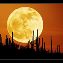 sexyamericana avatar