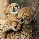 shades-ofgreen avatar