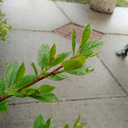 shadowedgarden avatar