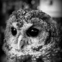 shadowedpoetry-blog avatar