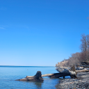 shakylegsmcgee avatar