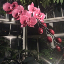 shameless-fan-girl avatar