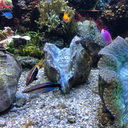 sharkapologetics avatar