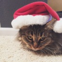 sharkbiteslovebites avatar