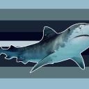 sharkfinz avatar